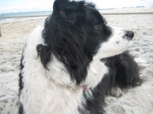Fidel at the beach on his last day.